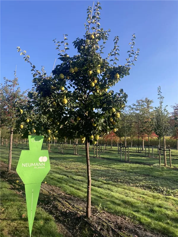 Cydonia 'Apfelquitte' i.S. CAC