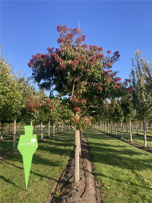 Heptacodium miconioides