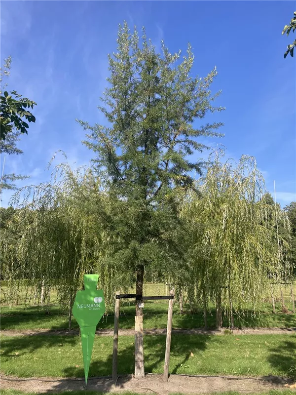 Hippophae salicifolia