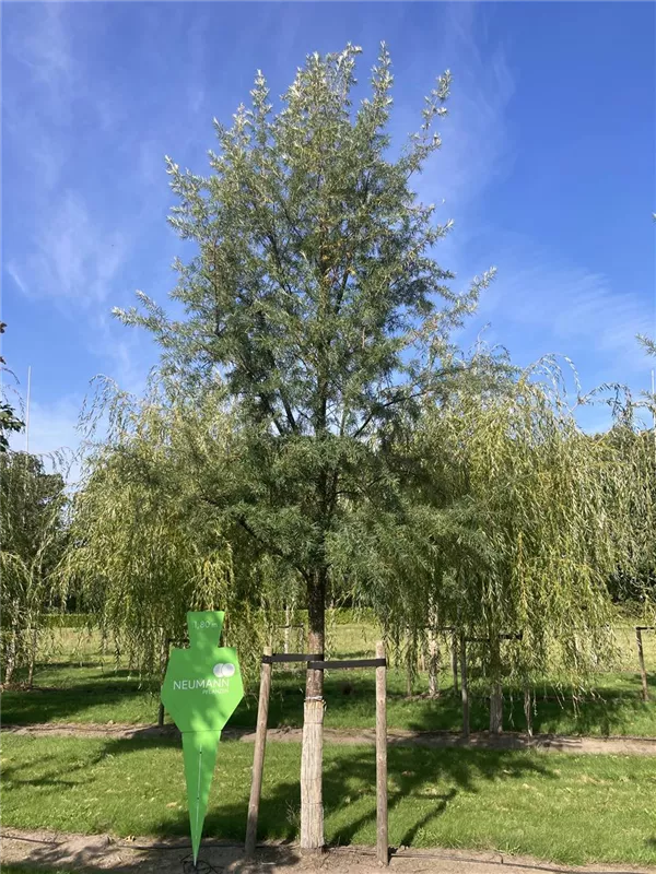 Hippophae salicifolia