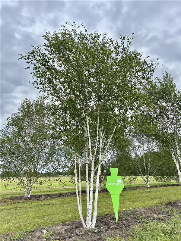 Betula jacquemontii