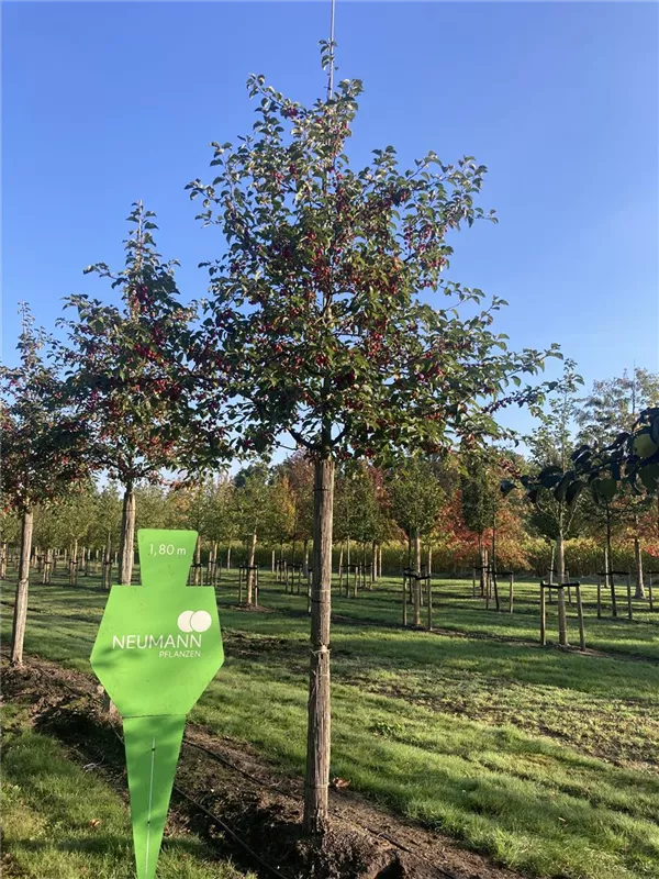 Malus 'Evereste' -R-