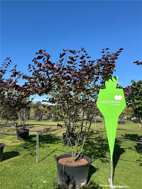 Cercis canadensis 'Forest Pansy'