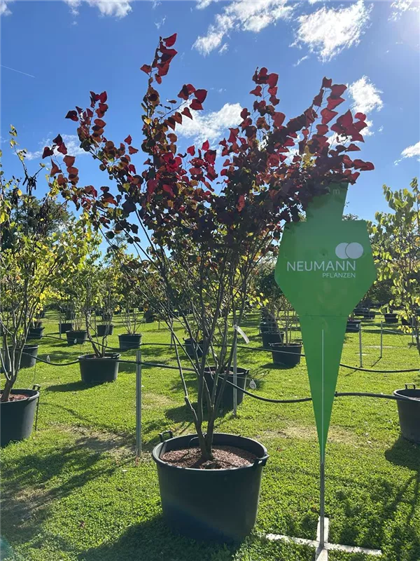 Cercis canadensis 'Forest Pansy'