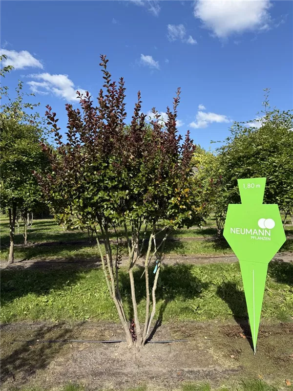 Lagerstroemia indica 'Dynamite' -R-