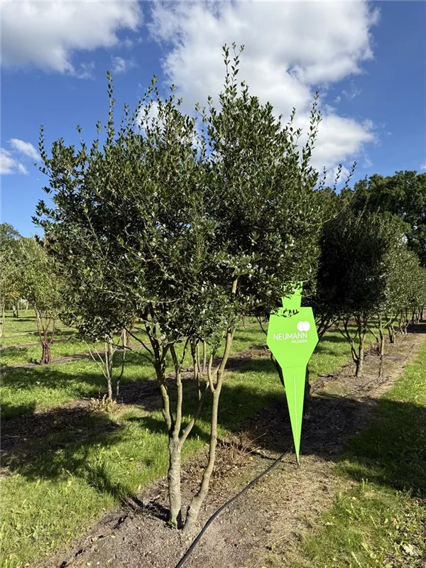 Osmanthus heterophyllus