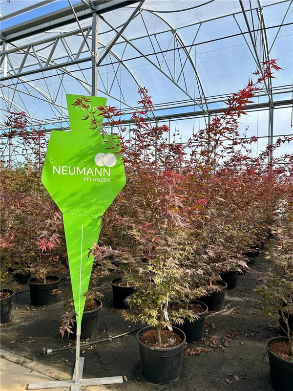 Acer palmatum 'Fireglow'