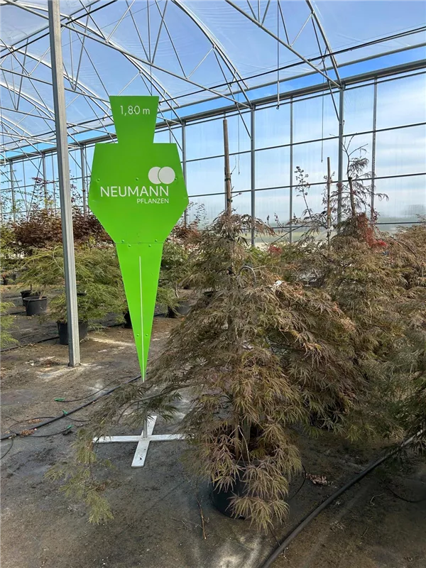 Acer palmatum 'Garnet'