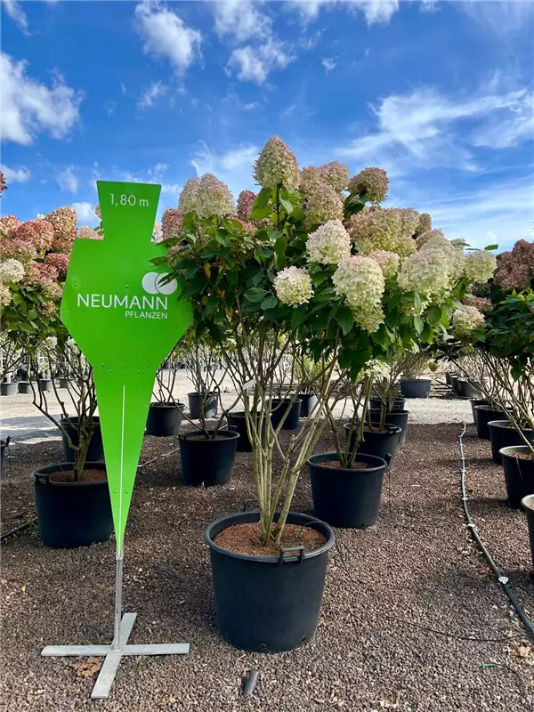 Hydrangea panic. 'Limelight' -S-