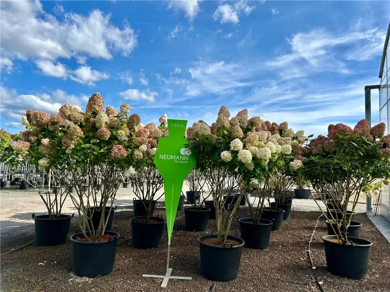 Hydrangea panic. 'Limelight' -S-