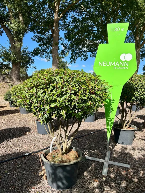 Prunus lusitanica 'Angustifolia'