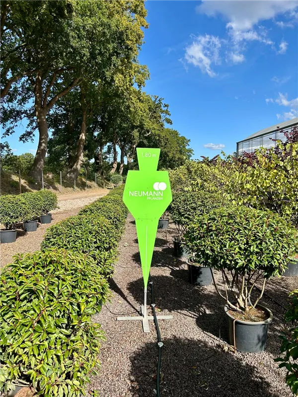 Prunus lusitanica 'Angustifolia'