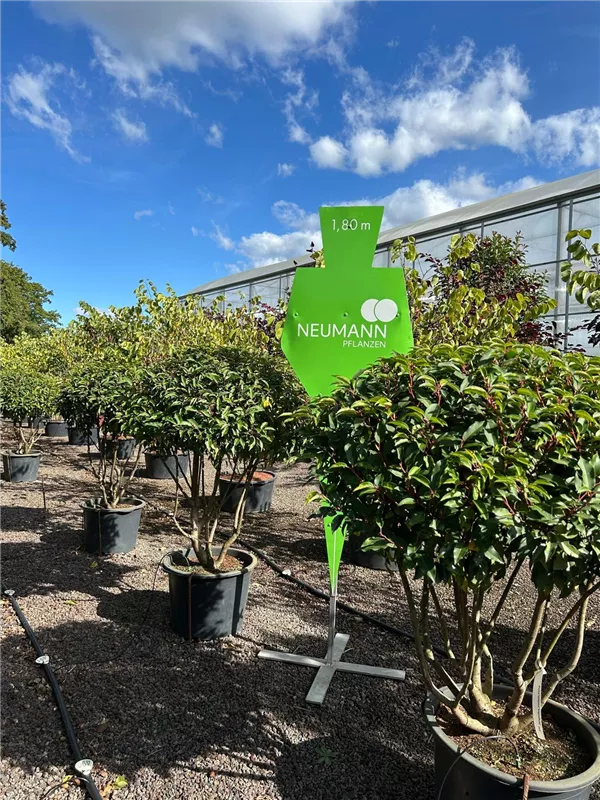 Prunus lusitanica 'Angustifolia'