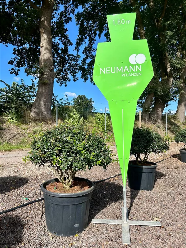 Osmanthus burkwoodii