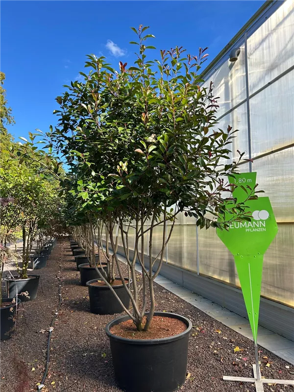 Photinia fraseri 'Red Robin'