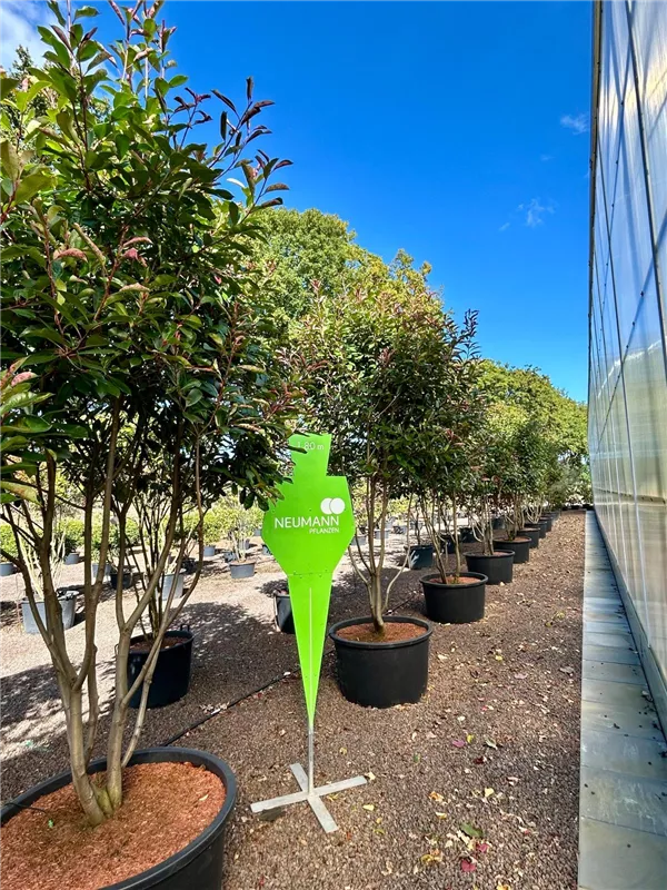 Photinia fraseri 'Red Robin'