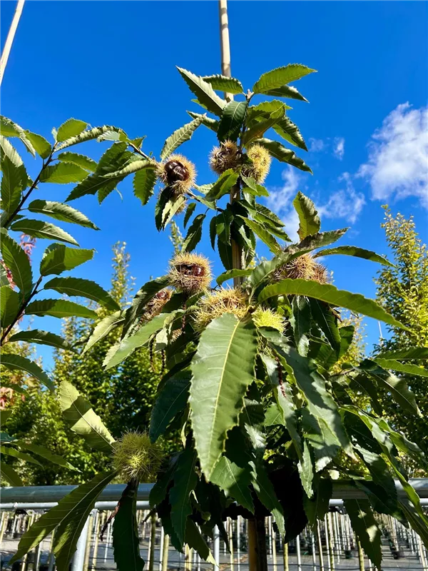 Castanea sativa