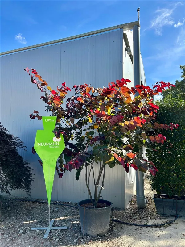 Cercis canadensis 'Forest Pansy'