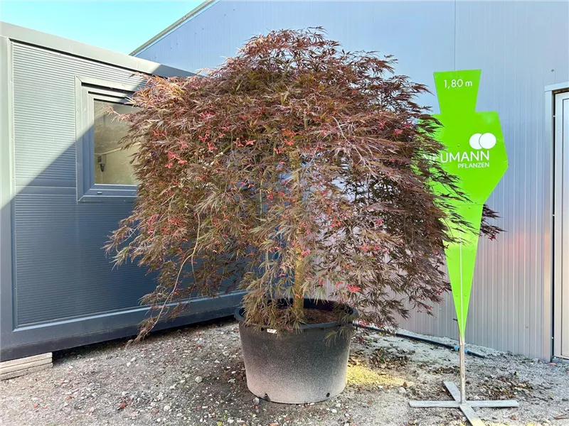 Acer palmatum 'Garnet'