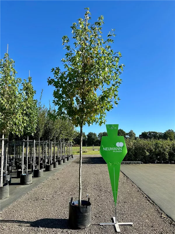 Liquidambar styraciflua 'Worplesdon'