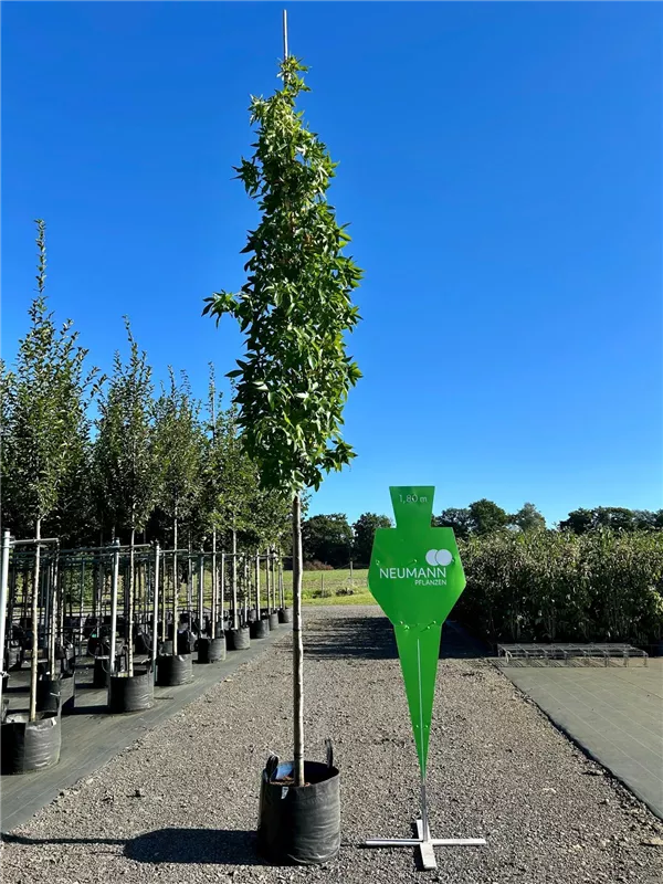Liquidambar styracifl.'Slender Silhouette'