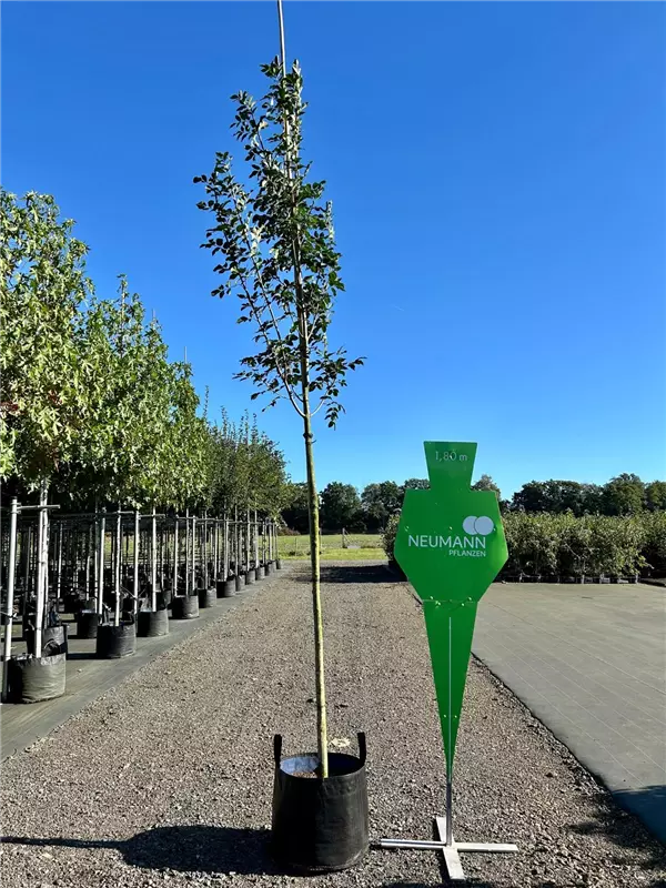 Fraxinus ornus
