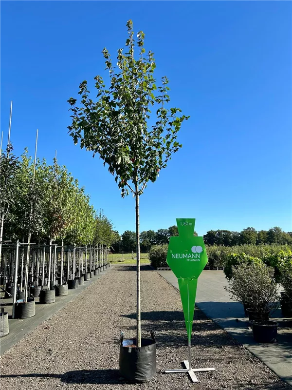 Acer rubrum 'Red Sunset'