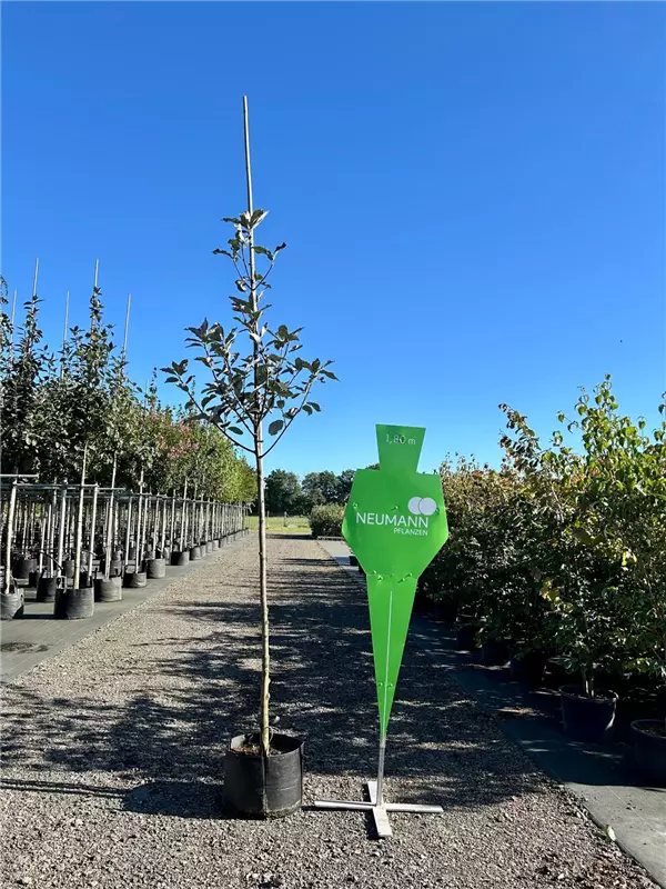 Sorbus aria 'Magnifica'