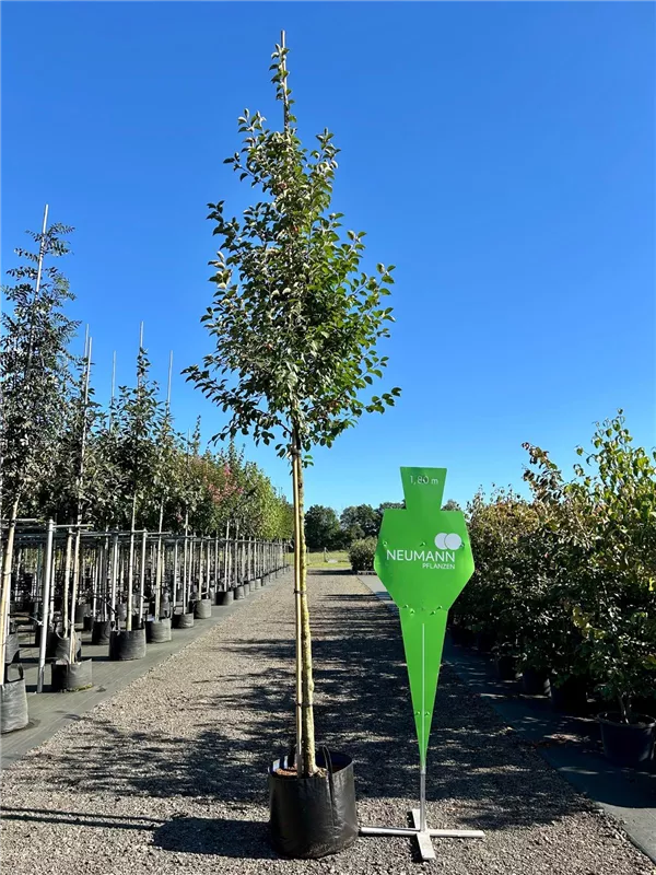 Malus 'Evereste' -R-