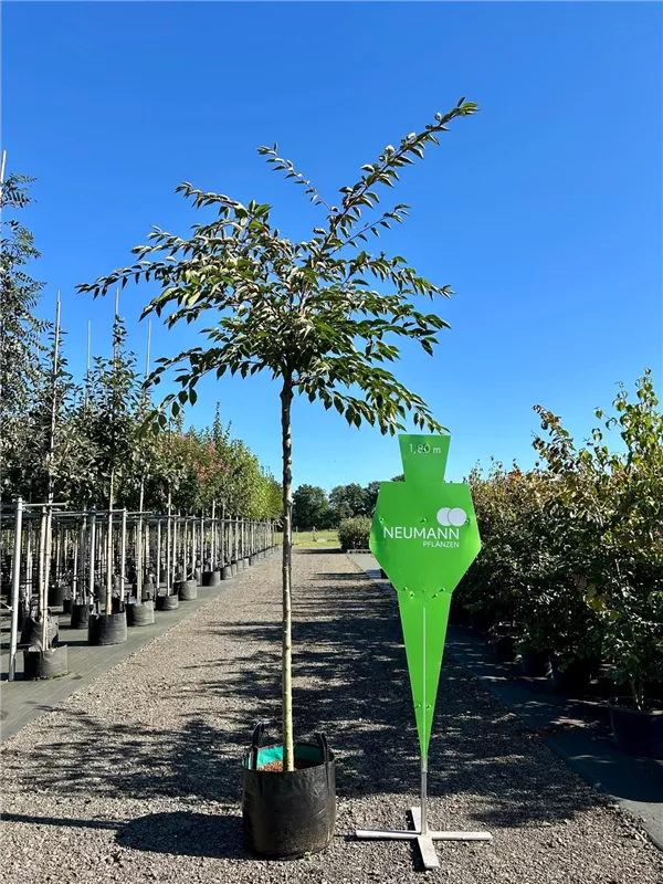 Prunus subhirtella 'Accolade'