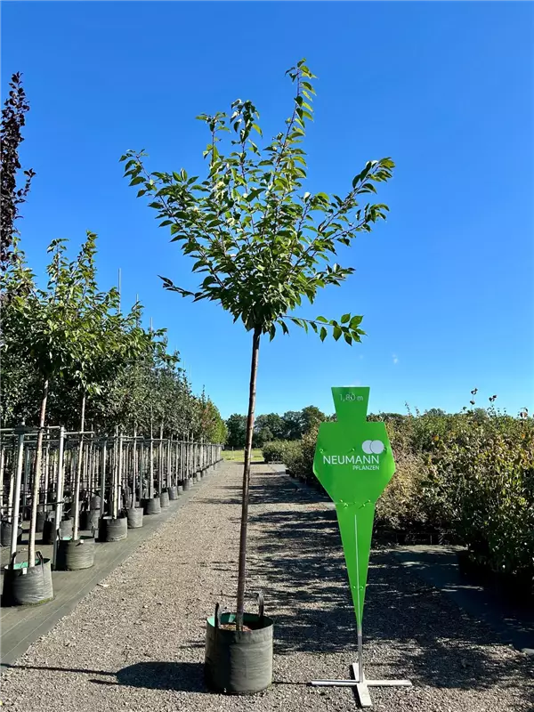 Prunus serrulata 'Kanzan'