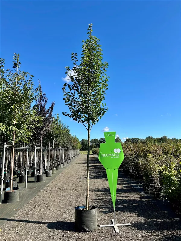 Pyrus calleryana 'Chanticleer'