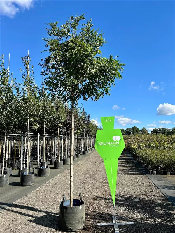 Robinia pseudoac.'Umbraculifera'