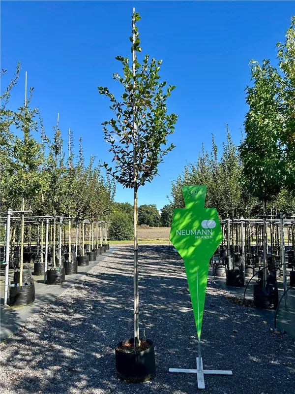 Crataegus prunifolia 'Splendens'