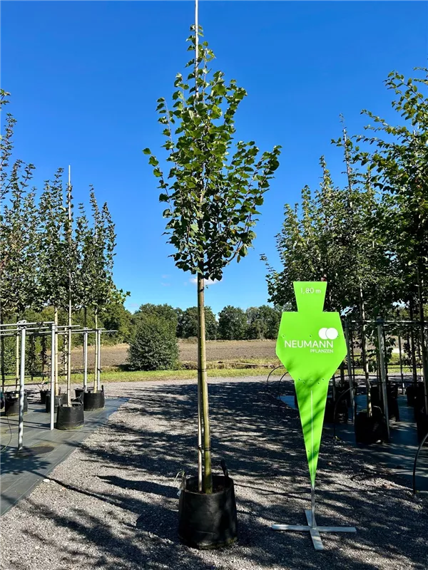 Tilia cordata 'Greenspire'