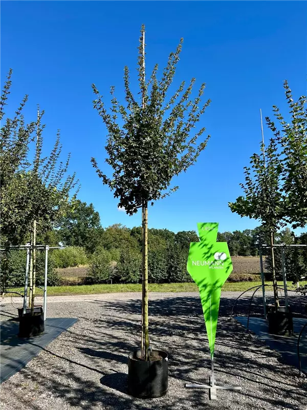 Acer campestre 'Elsrijk'