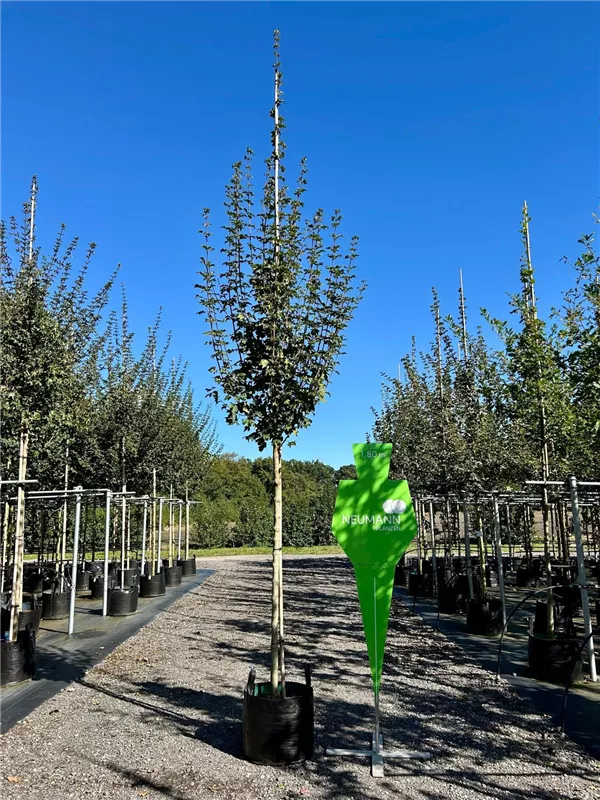 Acer campestre 'Huibers Elegant'