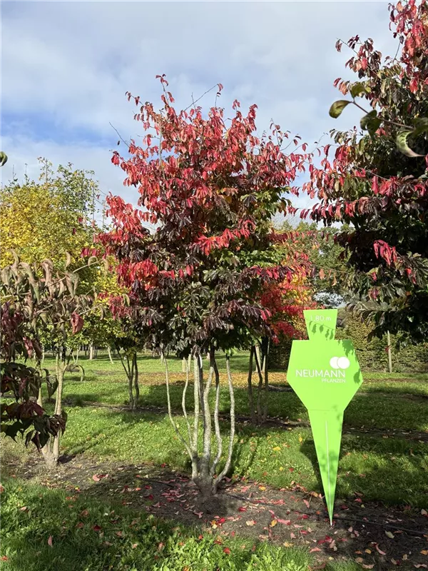 Parrotia persica 'Bella'