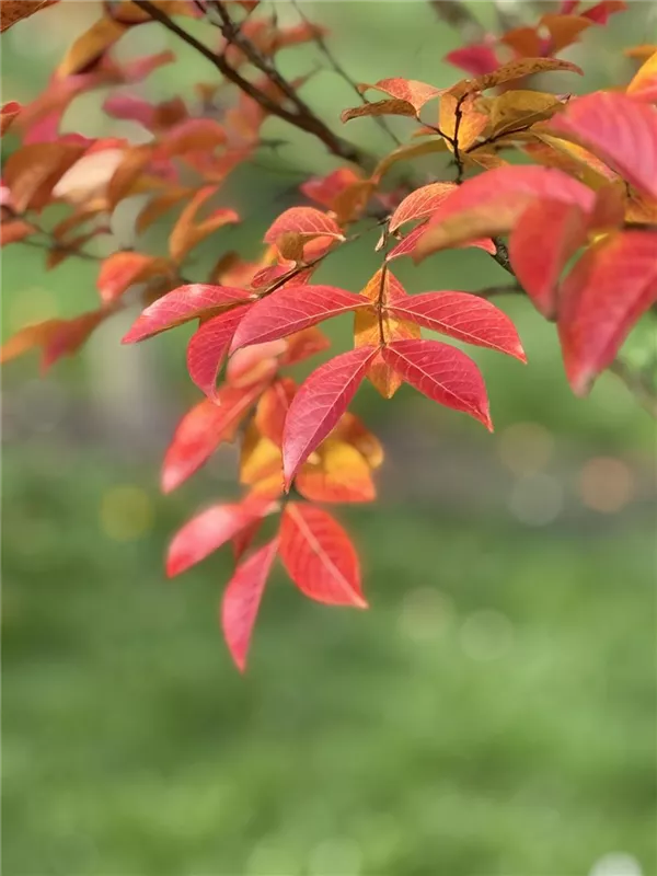 Lagerstroemia indica 'Natchez'