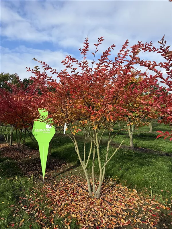 Lagerstroemia indica 'Natchez'