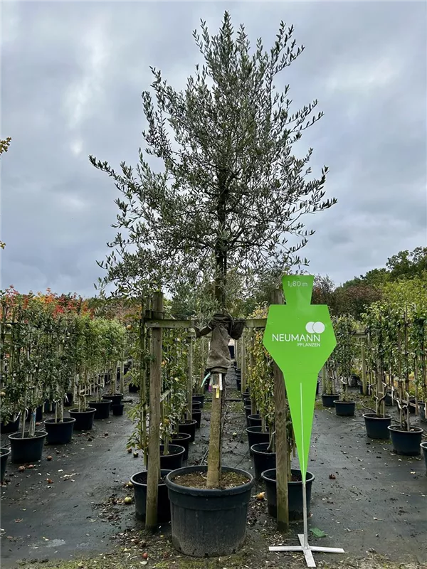 Olea europaea