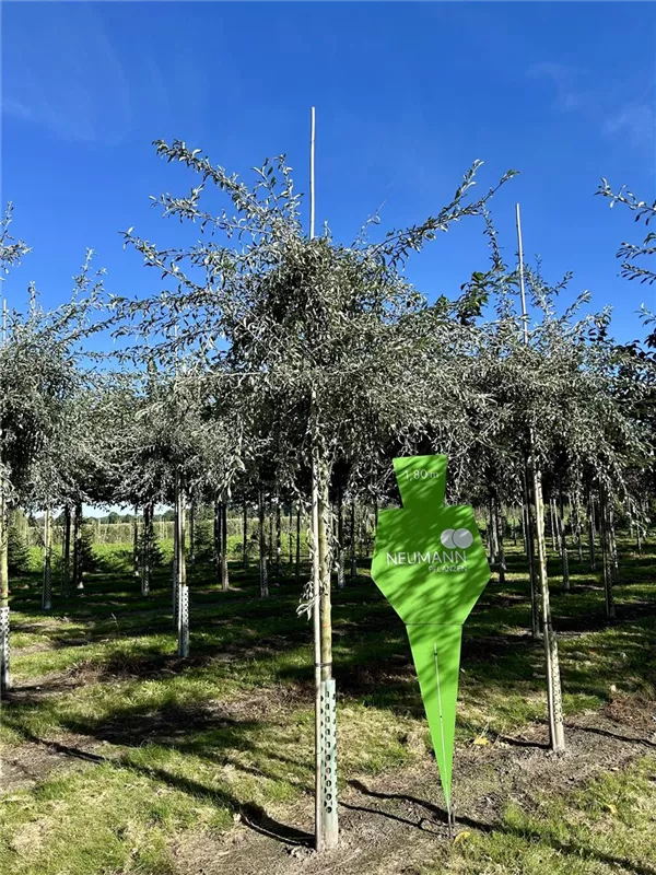 Pyrus salicifolia 'Pendula'
