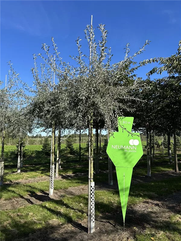 Pyrus salicifolia 'Pendula'