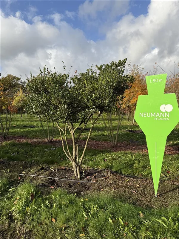 Osmanthus heterophyllus