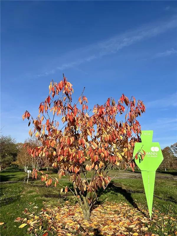 Prunus serrulata 'Taihaku'