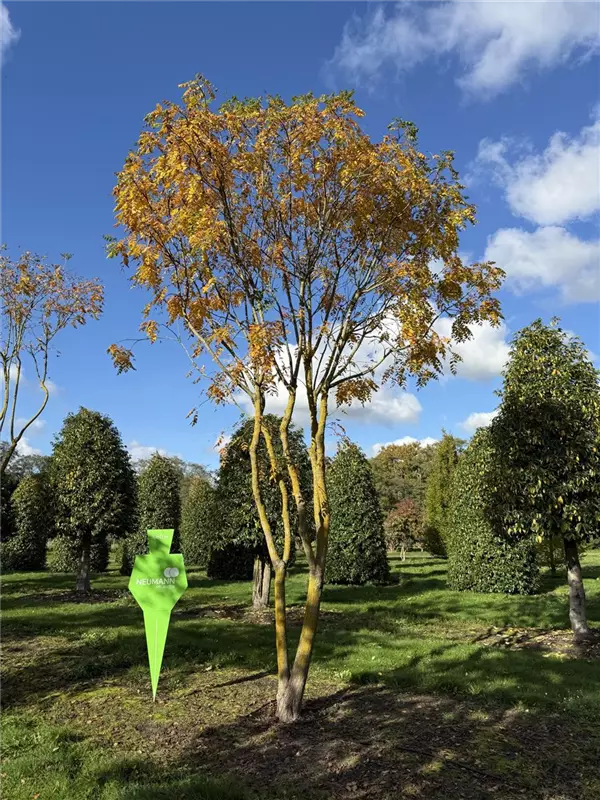 Koelreuteria paniculata