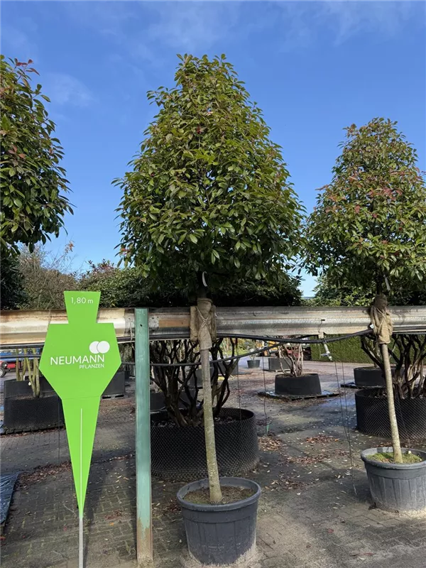 Photinia fraseri 'Red Robin'