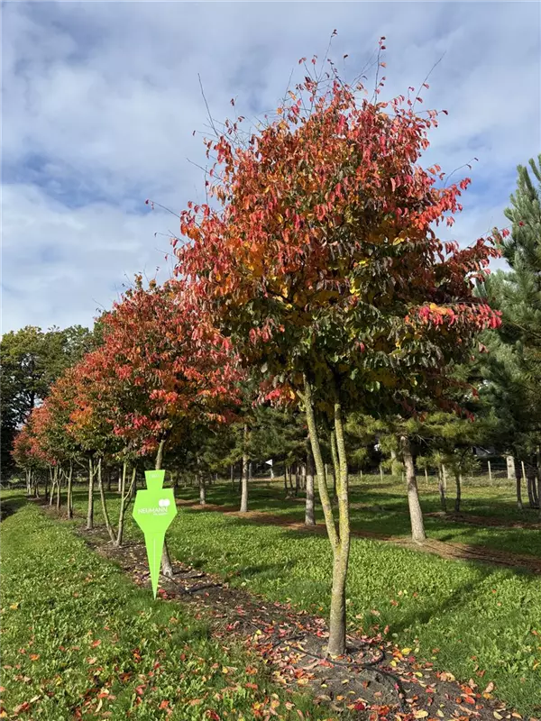 Parrotia persica