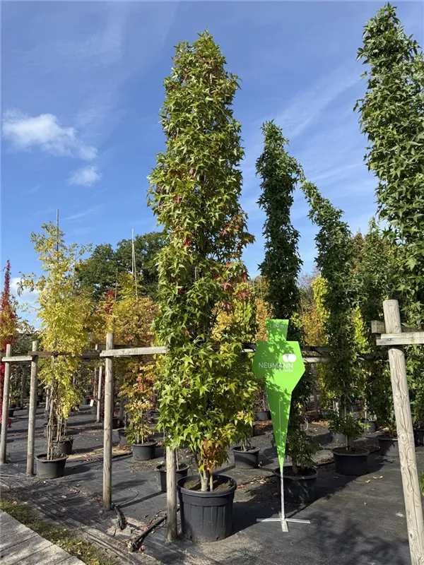 Liquidambar styracifl.'Slender Silhouette'