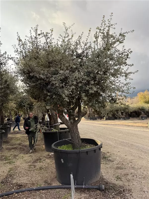 Quercus ilex 'Rotundifolia'